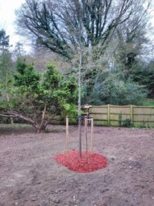pin oak planting