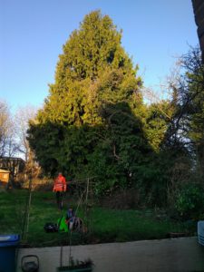 tree-surgery-gabris-gardening-services-before-after-0