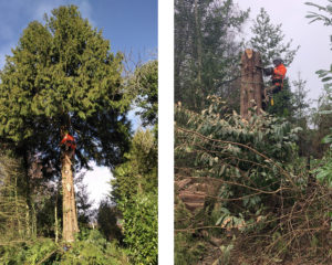 tree-surgery-gabris-gardening-services-before-after