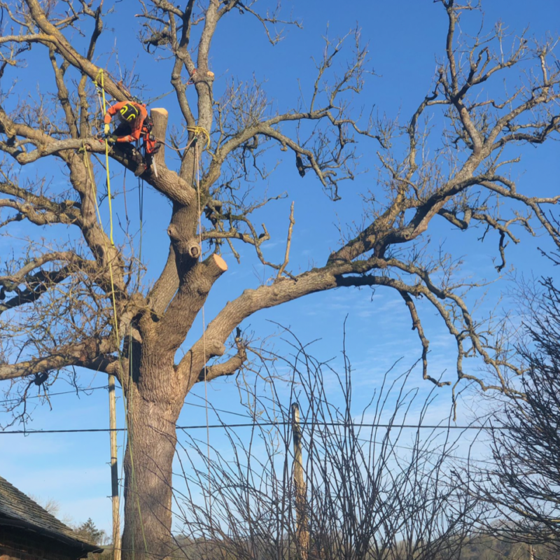Princes Risborough-Little-Kingshill-Great-Kingshill-Naphill-Walters-Ash-High-Wycombe-Tree-surgery-gabris-tree-care