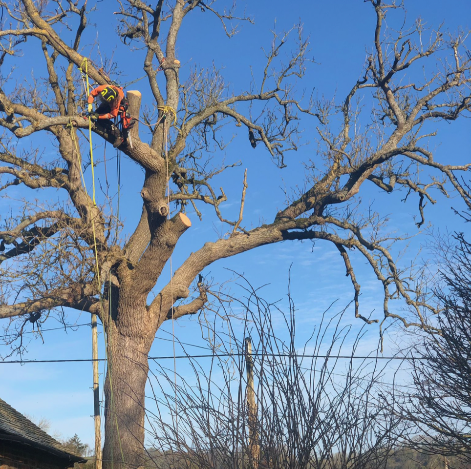 Princes Risborough-Little-Kingshill-Great-Kingshill-Naphill-Walters-Ash-High-Wycombe-Tree-surgery-gabris-tree-care