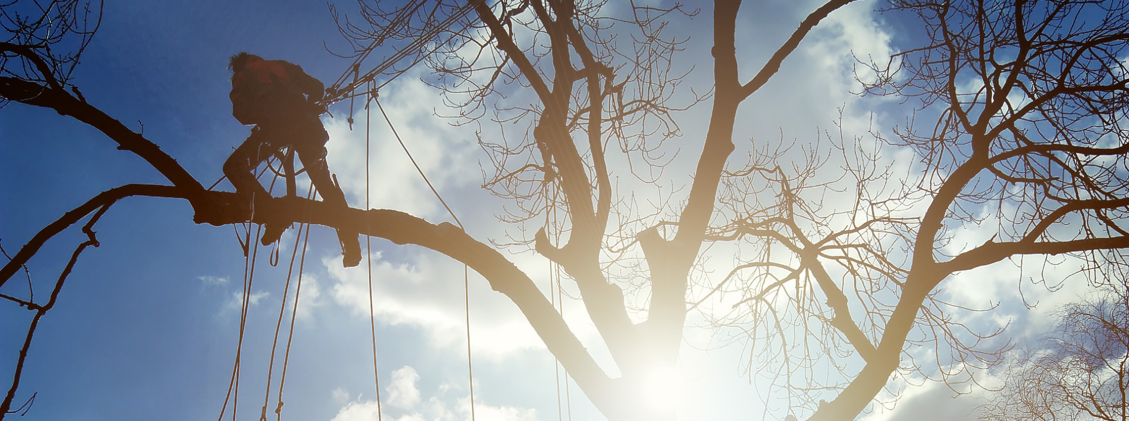 Gabris-tree-care-Buckinghamshire-Monks-Risborough-Amersham-Chesham-Great Missenden-High Wycombe